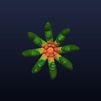 Octoplant, member 12